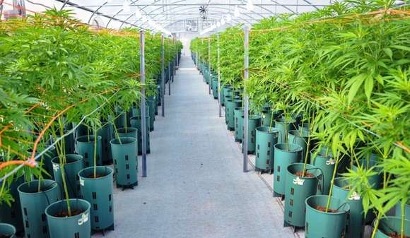 Celebran la sanción de la Ley que habilita la producción de cannabis medicinal y cáñamo industrial