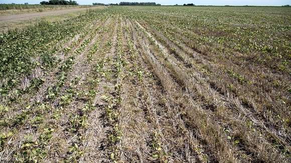 Declaran emergencia agropecuaria por las sequías en Chascomús