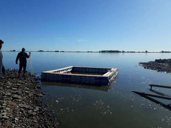 Lezama: colocaron la primera jaula flotante de pejerreyes en la laguna Chis-Chis