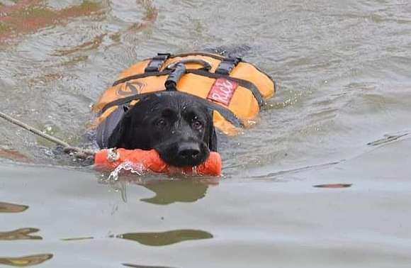 Falleció Rick, el perro rescatista que representó a Chascomús en diferentes provincias