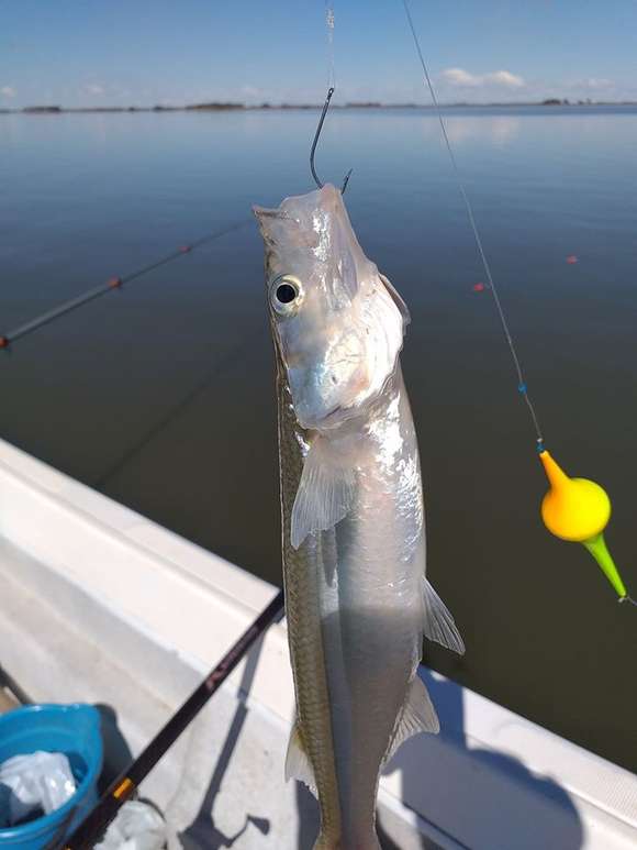 Este jueves, 1° de septiembre, comienza la veda del pejerrey en la Provincia