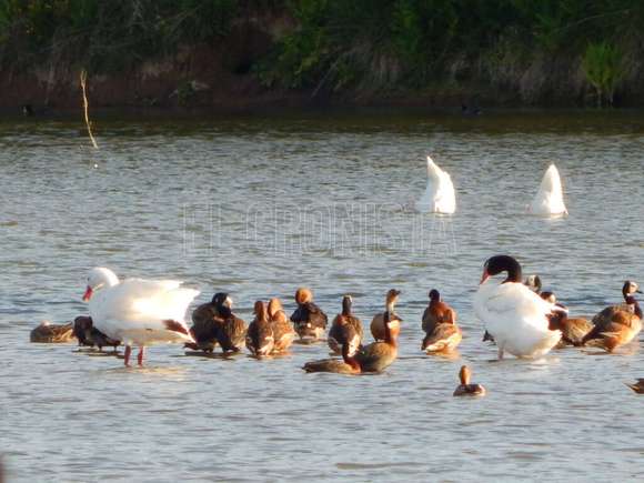 LEY DE HUMEDALES NO AVANZA EN DIPUTADOS: Lagunas Encadenadas, un gran humedal que debemos cuidar