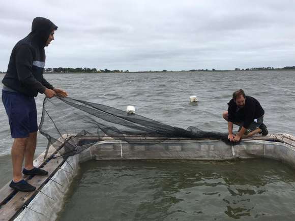 Realizaron nuevamente una exitosa siembra de alevinos en la laguna Chis Chis