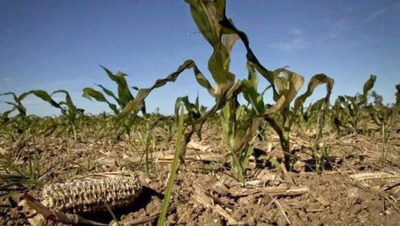 Productores agropecuarios locales afectados por la sequía podrán acceder a diversos beneficios