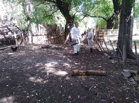 Detectan gripe aviar en Azul y ya son cuatro los municipios bonaerenses con casos
