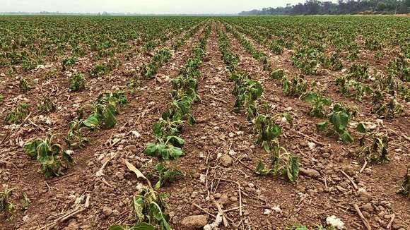 Por la sequía la cosecha de soja será una de las peores de los últimos 15 años