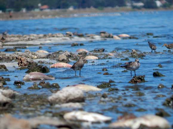 Mortandad de peces en la laguna de Chascomús por sequía y bajante