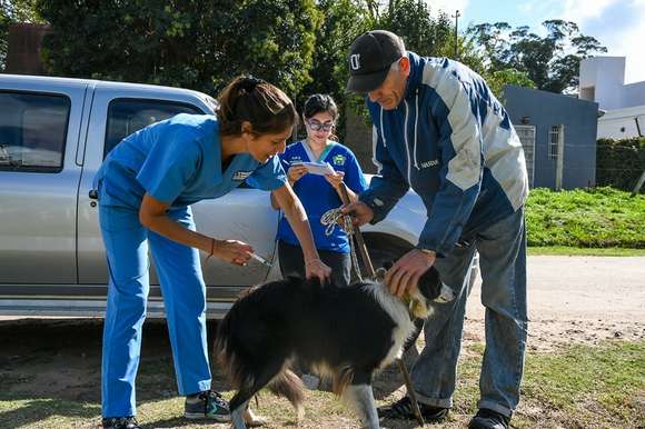 Anuncian las últimas jornadas de la campaña de vacunación antirrábica