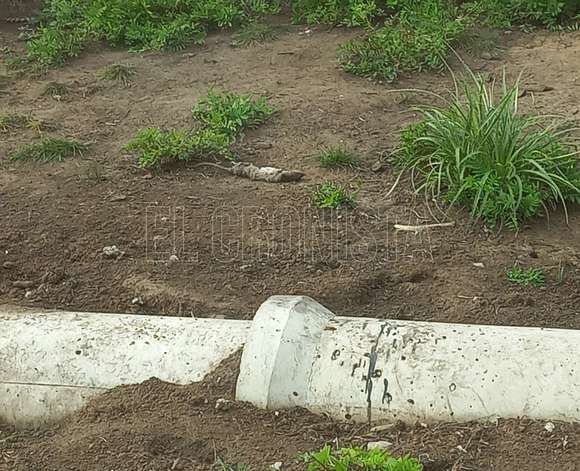 Proliferación de roedores preocupa a vecinos del barrio Lomas Altas de Chascomús