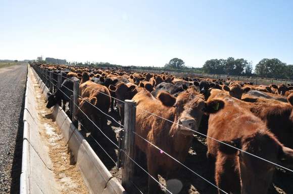 La voz del productor: La carne no es culpable de la inflación