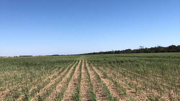 Productores afectados por la sequía podrán acceder a los beneficios del Gobierno nacional