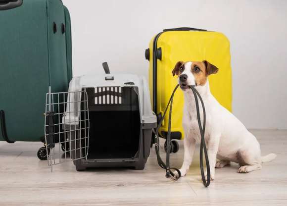 El Certificado Veterinario Internacional ya se puede gestionar de forma totalmente virtual para viajar con perros y gatos