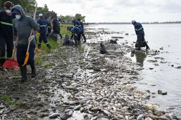 Realizan amplio operativo de limpieza en la costanera de la laguna de Chascomús