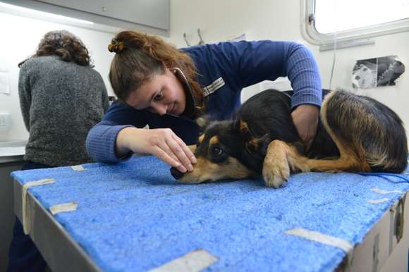 El programa de castración gratuita municipal llega al barrio San Nicolás