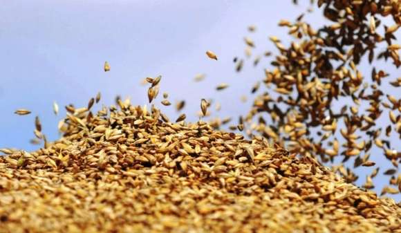 “SACUDIDA PARA EL MERCADO MUNDIAL”: Impulsan la creación de una bolsa de cereales de los BRICS