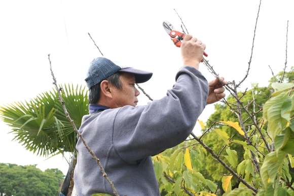 Este jueves comienza la capacitación del curso de poda en Chascomús