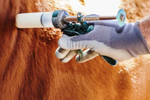 Aftosa: la Fundación del millón – los productores ganaderos “clientes cautivos”