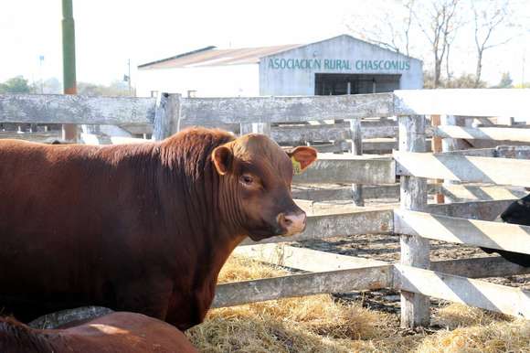 El productor vende por debajo de sus costos: ¿La ganadería seguirá a la lechería?