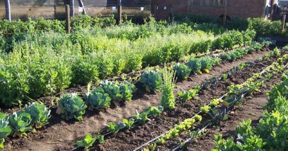 Desarrollo Agrario presentó un programa para la creación de huertas urbanas