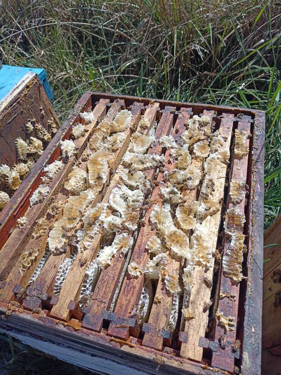 Chascomús: Riqueza y diversidad floral en la segunda cosecha de miel del INTA