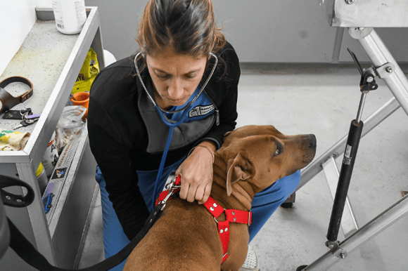 Castraciones: El próximo lunes 3 se realizarán las revisaciones y se otorgarán los turnos para febrero