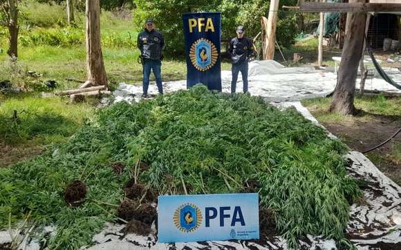 Chascomús: Se conocieron detalles del allanamiento realizado por la Policía Federal donde se secuestraron más de 800 plantas de marihuana