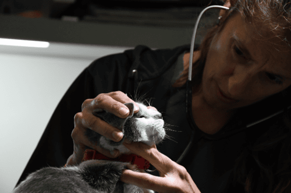 Castraciones gratuitas: Se otorgaron más de 50 turnos para el quirófano móvil