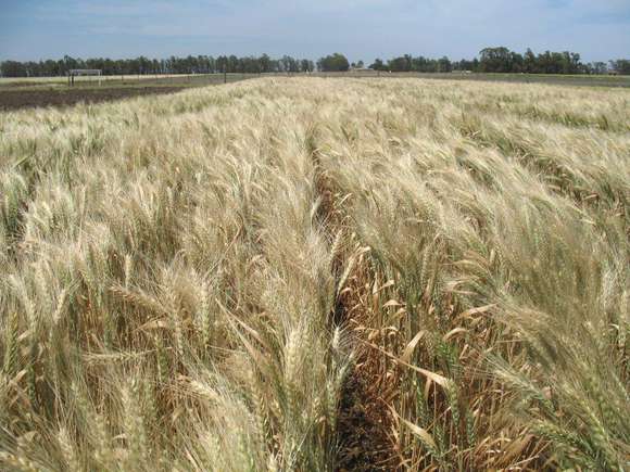 Anuncio: el Gobierno extendió la rebaja temporal de las retenciones para el trigo y la cebada