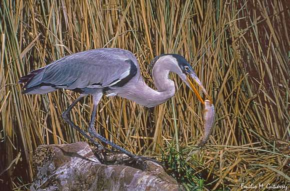 Reconocimiento internacional para el fotógrafo chascomunense Emilio Mariano Gutiérrez