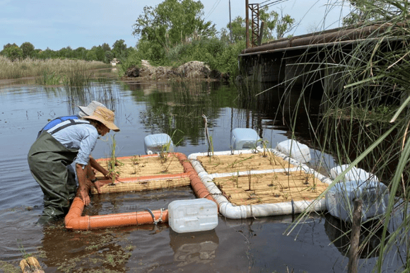 “Solución Basada en la Naturaleza”: Colocan islas flotantes artificiales en la laguna de Chascomús