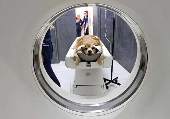 UNLP: Veterinaria tiene el primer tomógrafo computado de una universidad pública