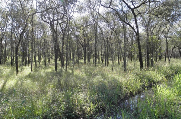 El próximo martes realizarán una reunión informativa sobre bosques nativos en la Rural de Chascomús