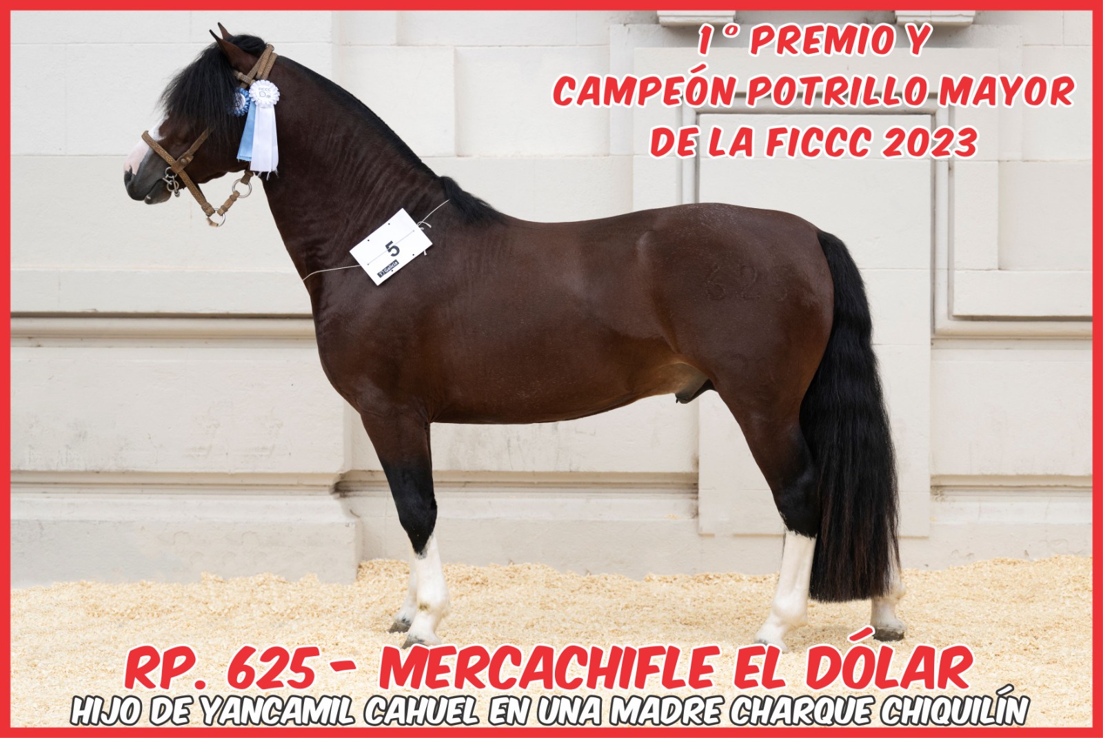 Representando a Chascomús: El Mercachifle estuvo presente en el Mundial de los Caballos Criollos