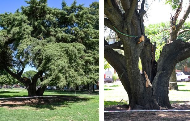 Tras exhaustiva evaluación: Se extraerá y reemplazará un ciprés de la calle Presidente Perón