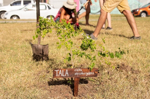 Contribuyentes con árboles en las veredas recibirán un descuento adicional en la tasa por servicios generales