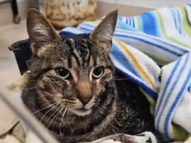 Villa Gesell: rescataron con vida a Kiara, la gata de Nahuel Stefanic, fallecido en el derrumbe