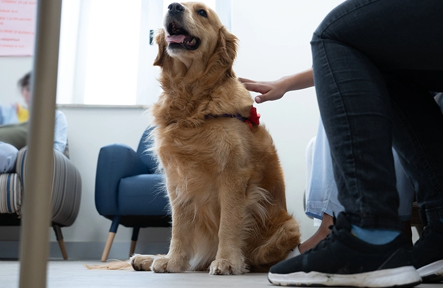 El Hospital de Niños de La Plata avanza con el Proyecto Staff Canino y las terapias asistidas con animales